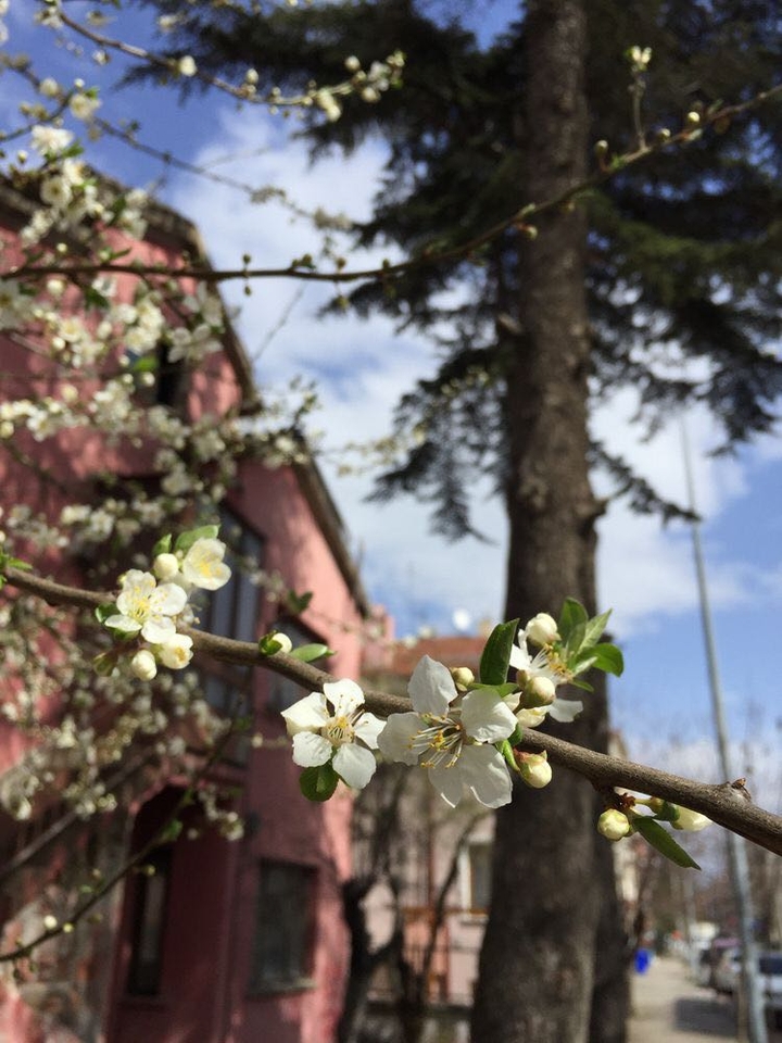 sakura