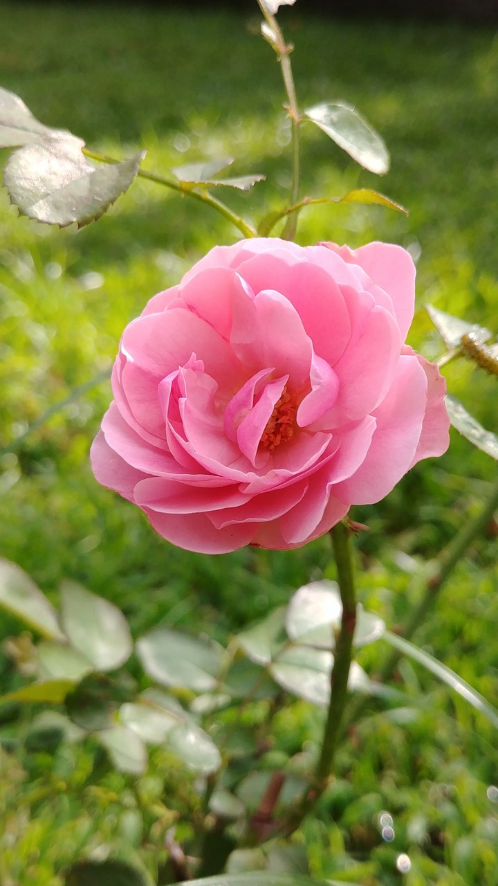 Pink rose