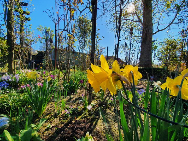 garden flowers