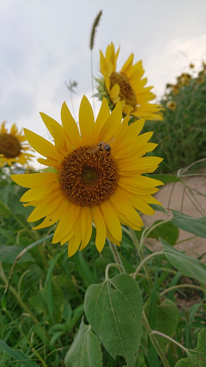 sunflower