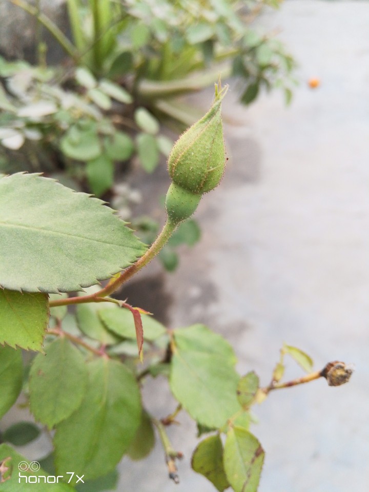 Bud