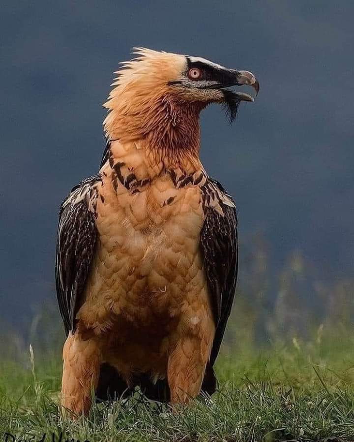 Eagle