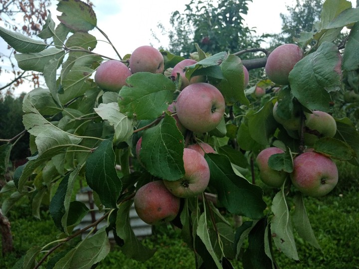 мичуринские яблоки.