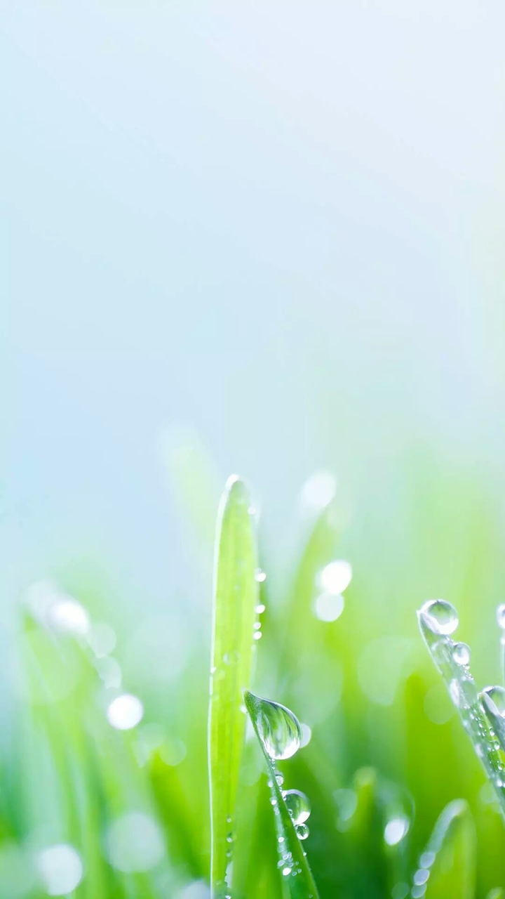 grass