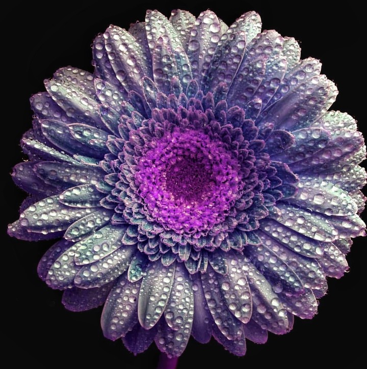 gerbera