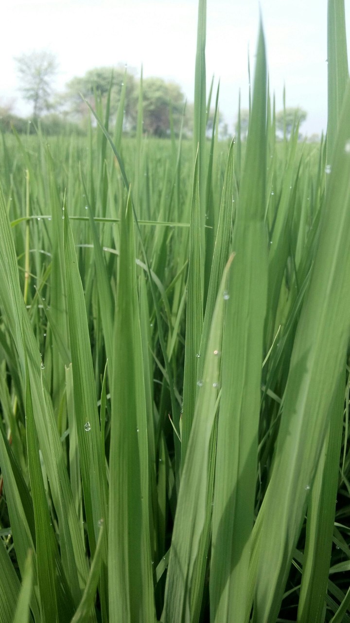 plant