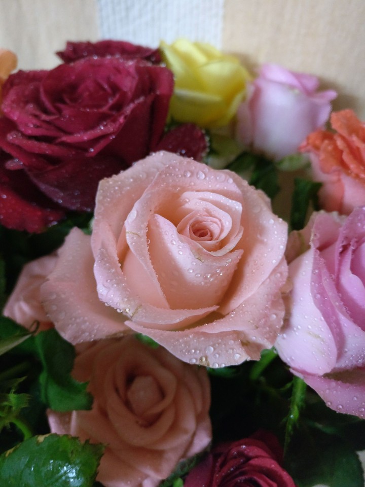 roses