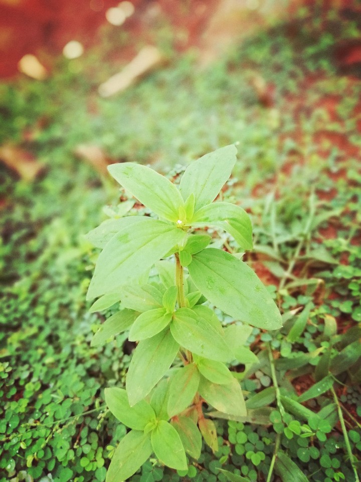 nature like anything