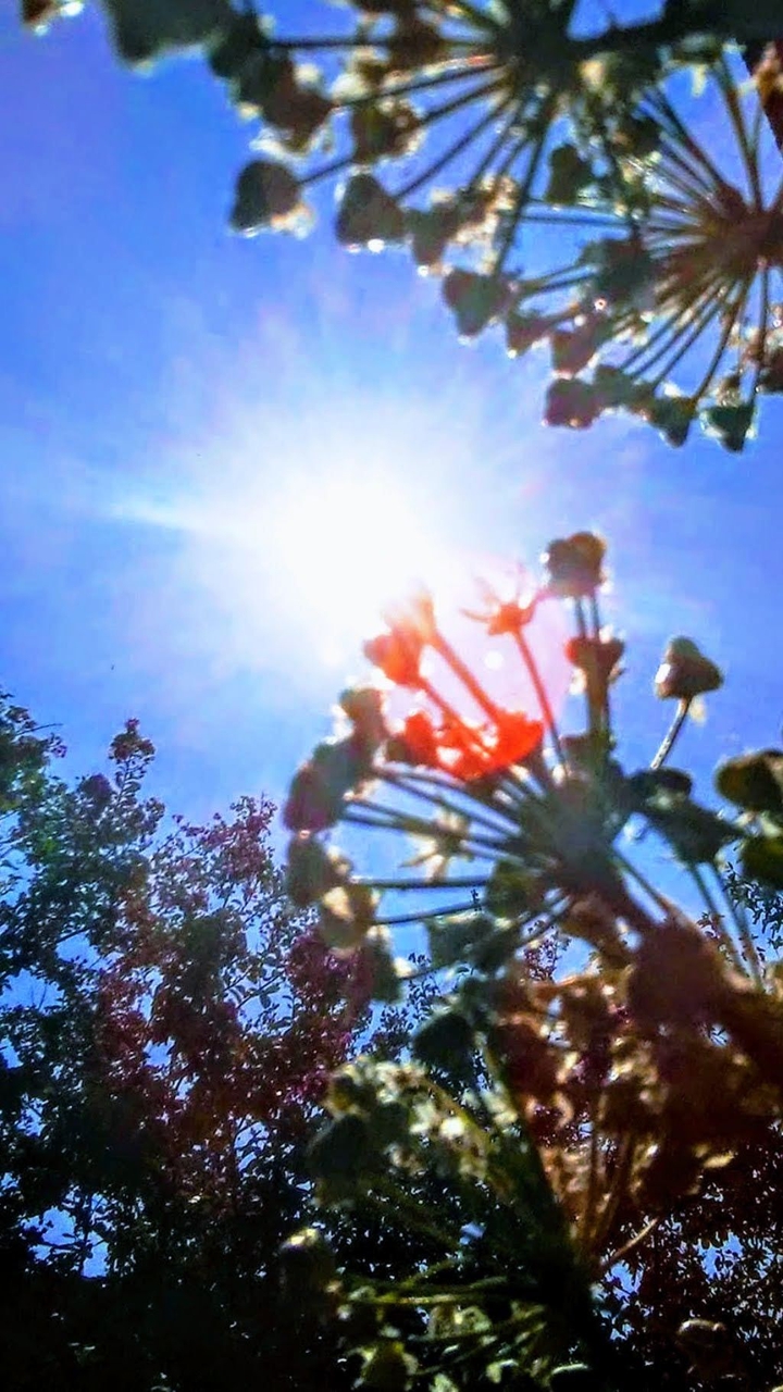 sun