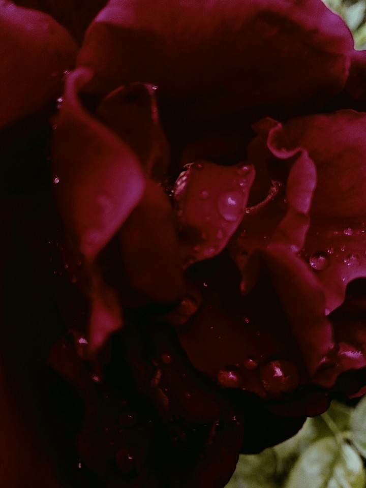 blood red rose