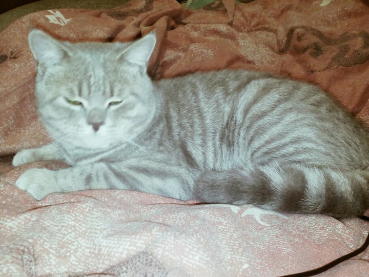 мими