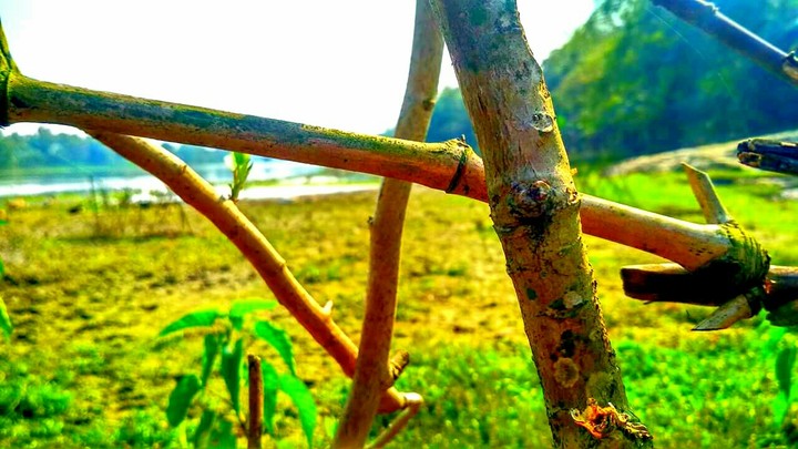 Bamboo