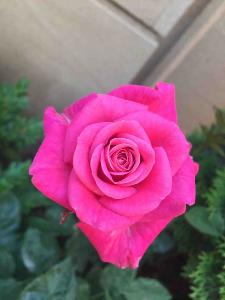 Pink rose