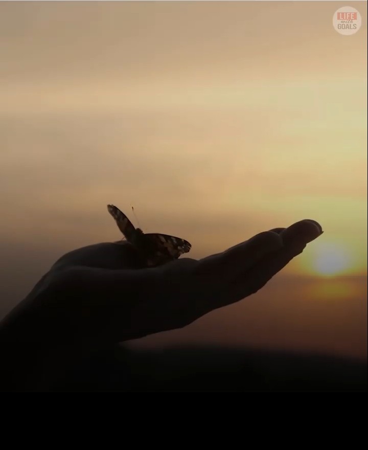 FLY BUTTERFLY