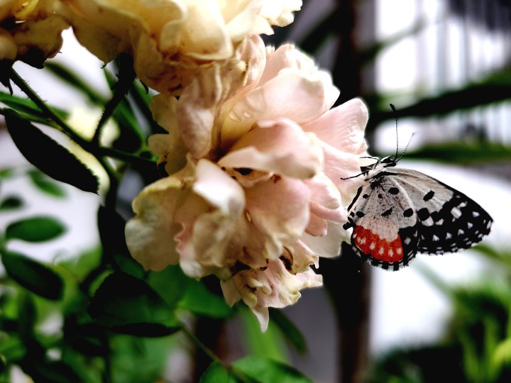 rose and butterfly