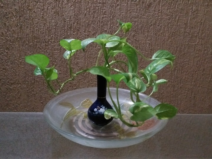 Plant design