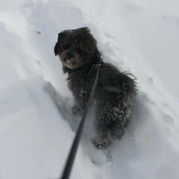 Dog forever