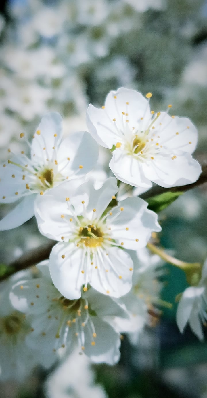 white flower