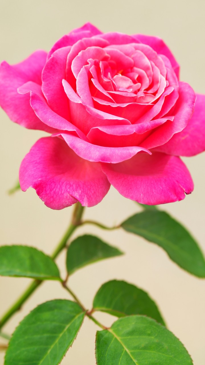 Pink Rose