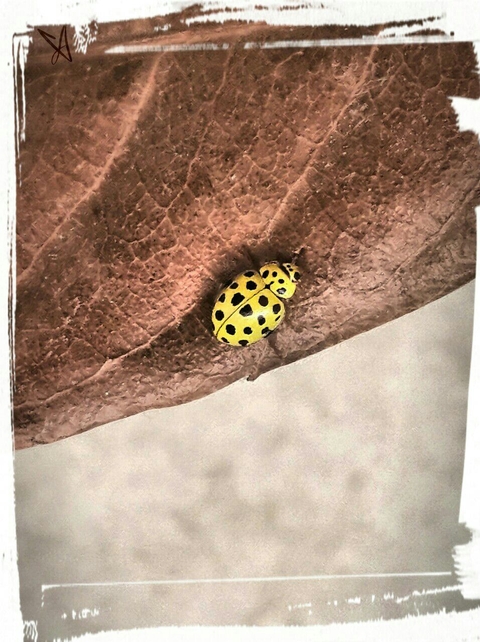 ladybug