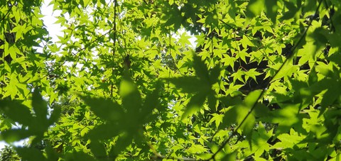 forest in Jeju