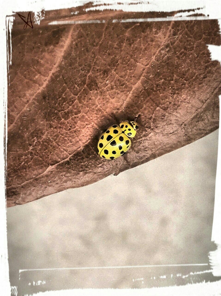 ladybug