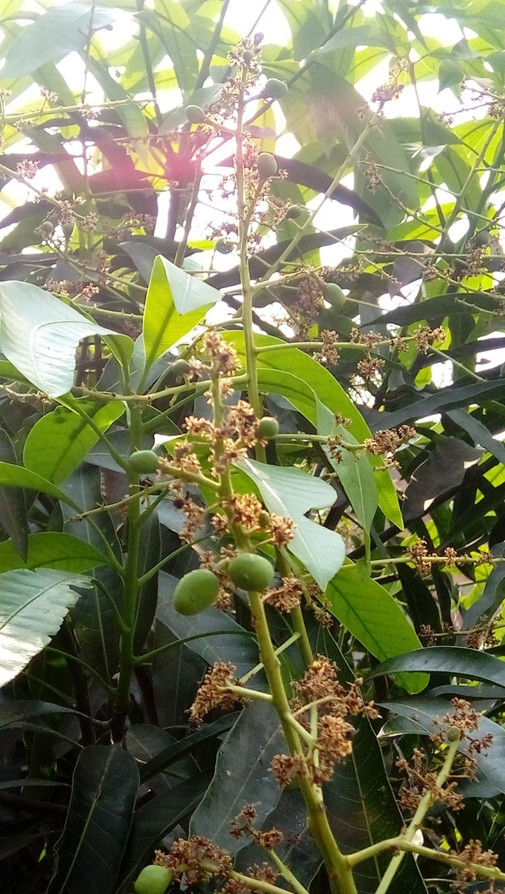 mango