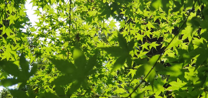 forest in Jeju