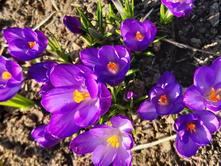 spring