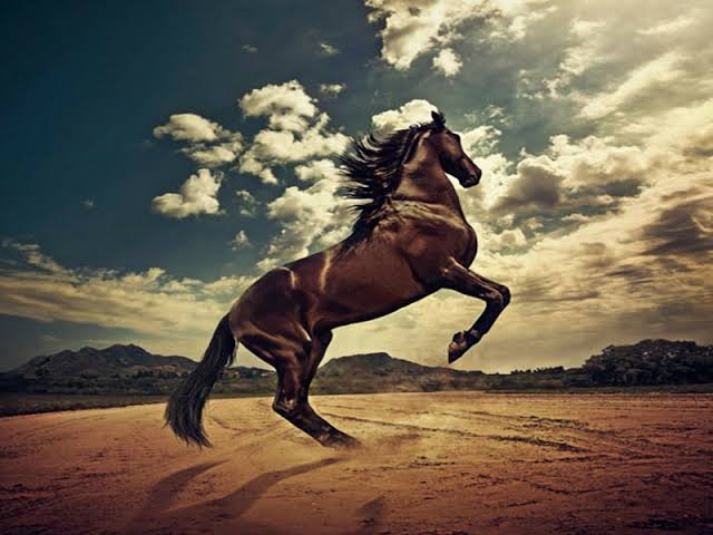 arabic hourse