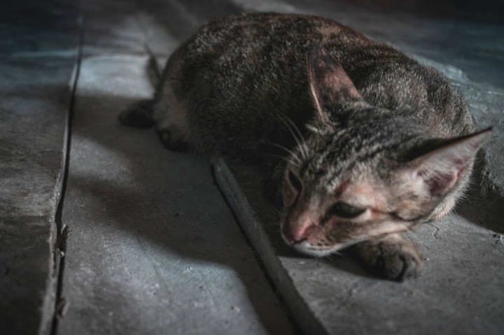 cat
