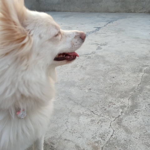 cute puppt