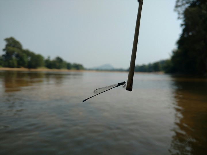 dragon fly