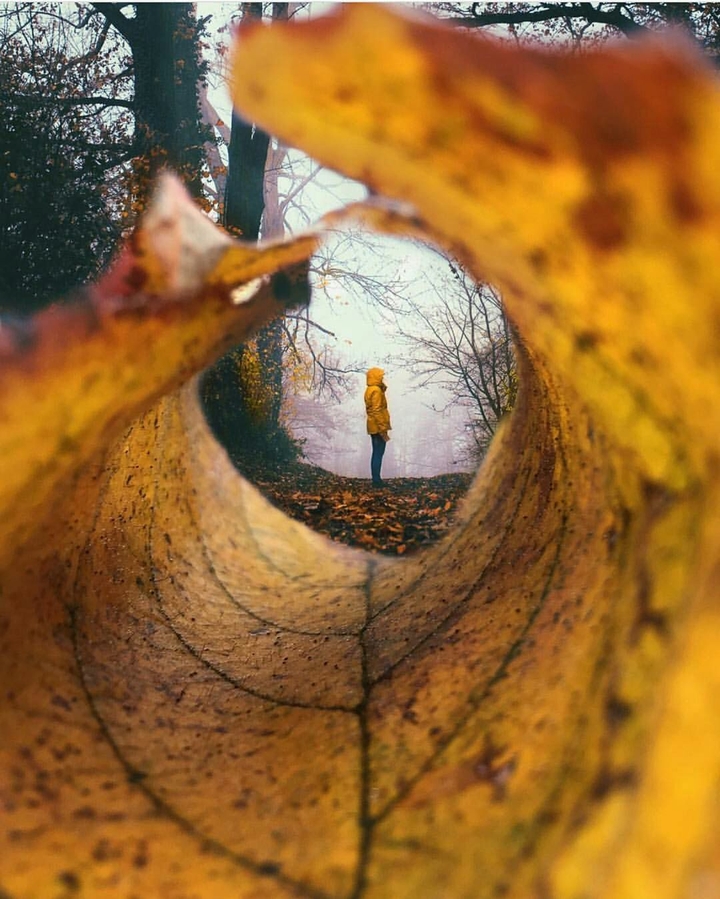 view through leaf
