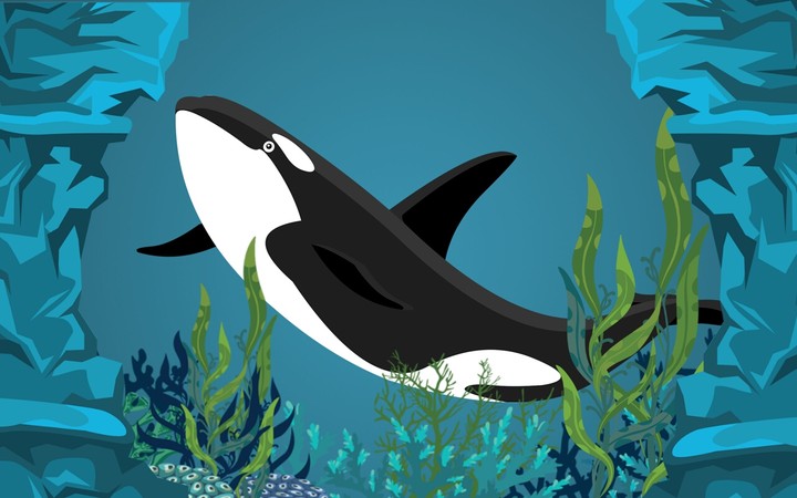 Orca