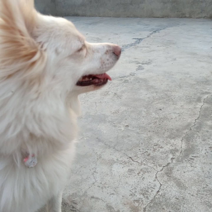 cute puppt