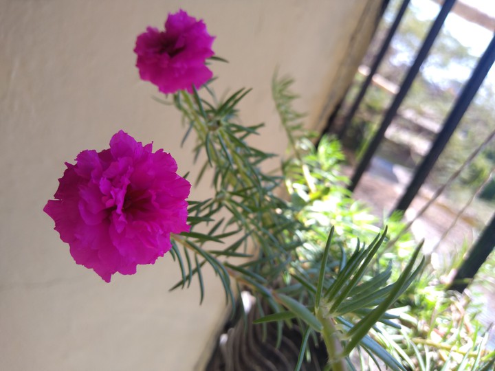 Rose's. ??