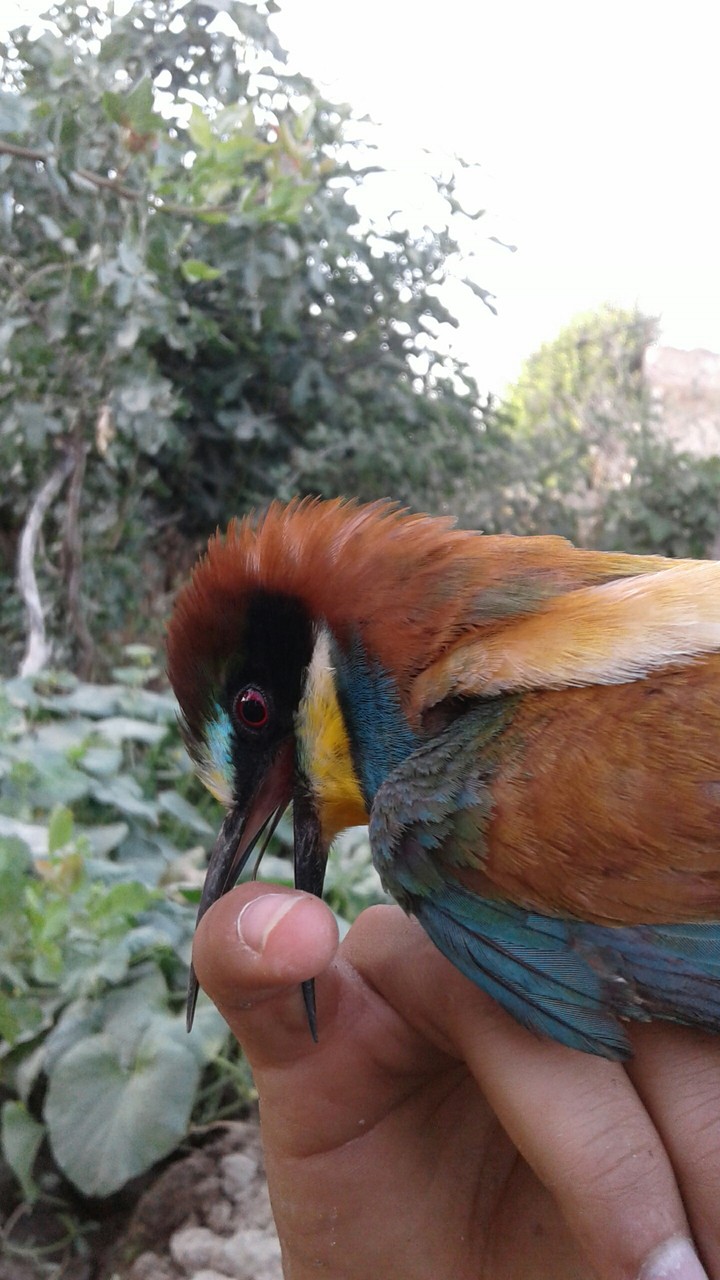 my cute bird