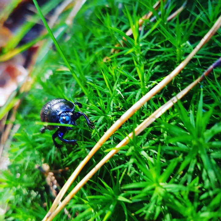 waldspaziergang
