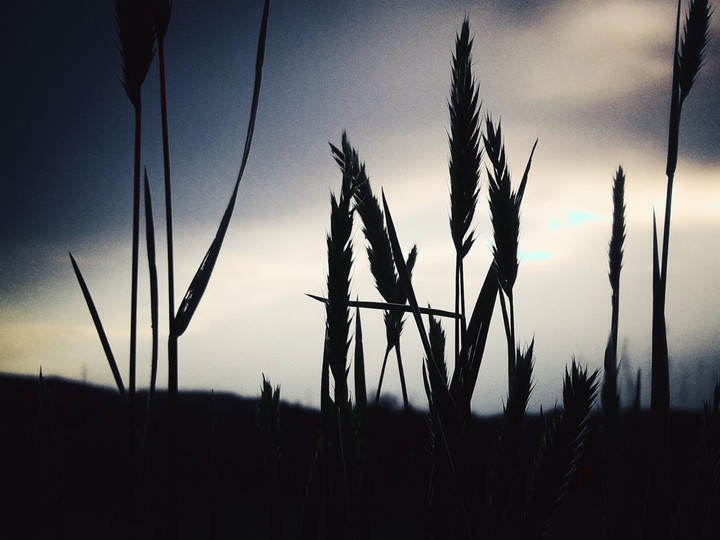 field