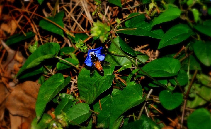 honeybee nector