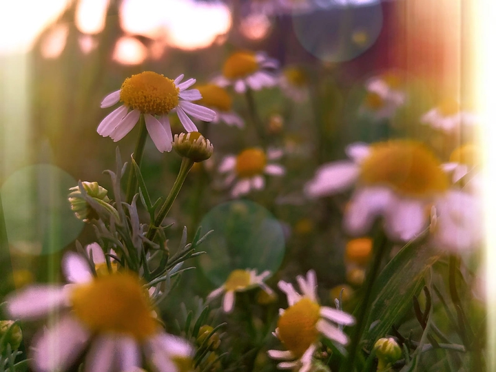 summer dream