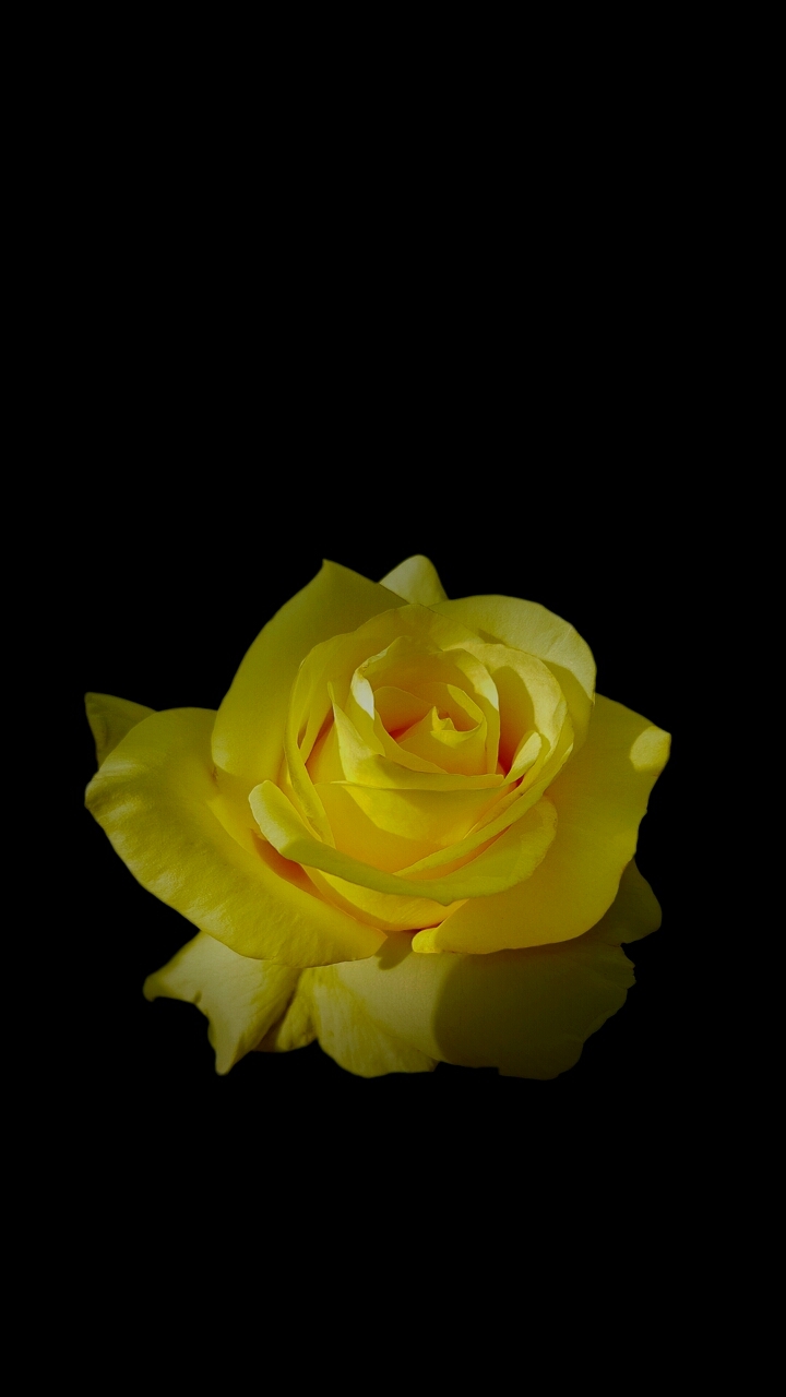 alone rose