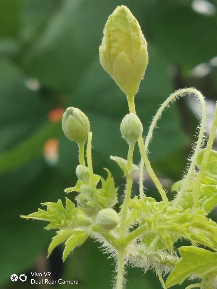 nature budding