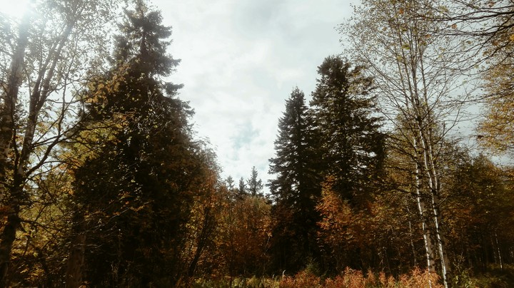 Осенний лес