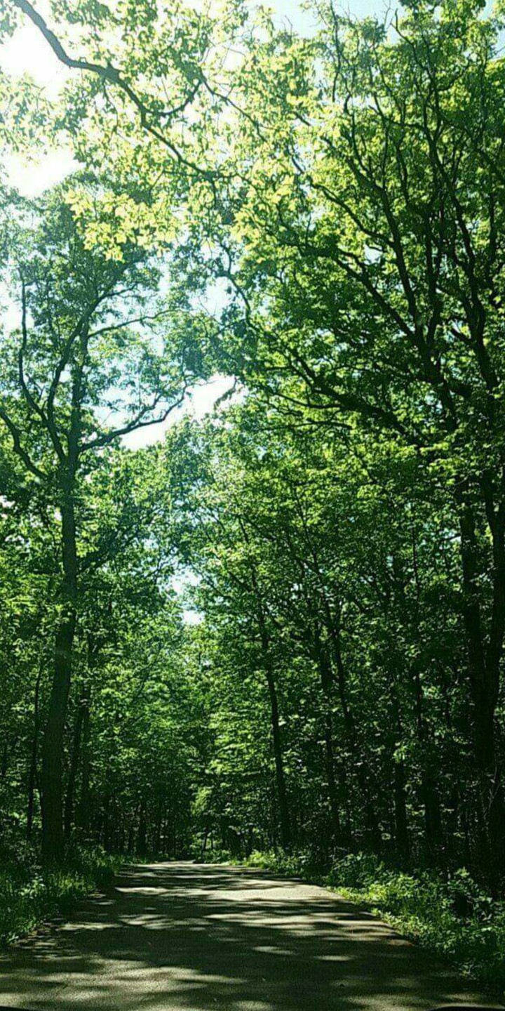 The Forest path