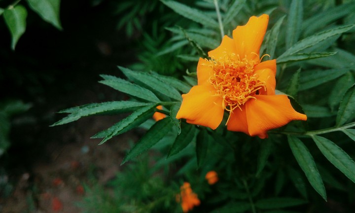 gift of nature