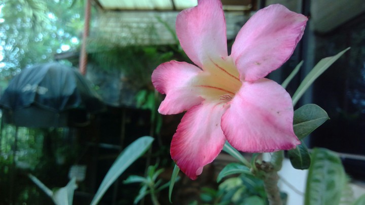 Pink Flower