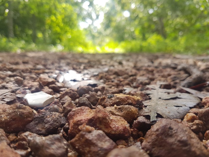 An Ant's Point of View