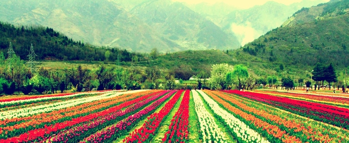 tulip garden Kashmir!!!